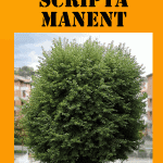 Scripta-manent-on-Line_256